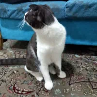 گربه دو رگه اسکاتیش دی اس اچ