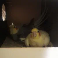 طوطی عروس هلندی با تخم و جوجه مرغ عشق انگلیسی|پرنده|زاهدان, |دیوار