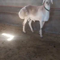 بره قوچی چینی