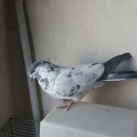 نرکله دمسبز|پرنده|نجف‌آباد, هفده شهریور|دیوار