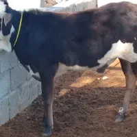 دو راس گوساله نر چاق و چله