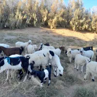 گوسفند وبره نر نسل دار|حیوانات مزرعه|میرجاوه, |دیوار