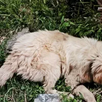 گلدن|سگ|سمنان, |دیوار