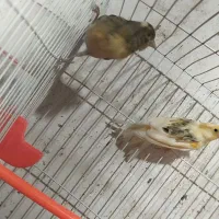 مجسمه قناری