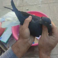 چهار عدد حیون