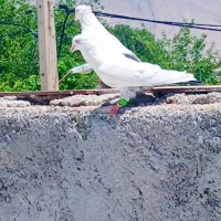 سع تا دمبی  هوای