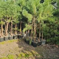 کاج سیاه ارتفاع ۱ متر تا ۳ متر