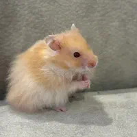 فروش همستر|موش و خرگوش|رشت, گلباغ نماز|دیوار