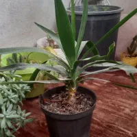 یوکا معاوضه