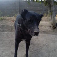 سگ سرابی