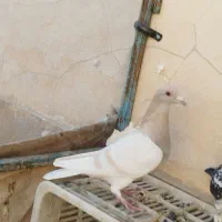 کبوتر کرم|پرنده|شیراز, میانرود|دیوار