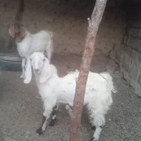 گوسفند و بز نر|حیوانات مزرعه|زابل, |دیوار