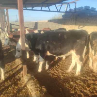 گوساله نروماده درفریمان|حیوانات مزرعه|قلندر آباد, |دیوار