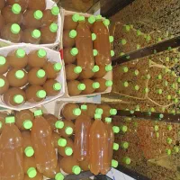 سرکه انگور و سیب و خرما طبیعی تهیه به روش خمری|خوردنی و آشامیدنی|قم, هنرستان|دیوار