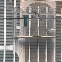 سهره قناری فنچ مرغ عشق