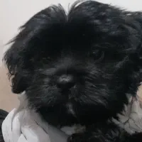 توله سگ مالتیز کراس