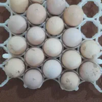 تخم مرغ|حیوانات مزرعه|آمل, |دیوار