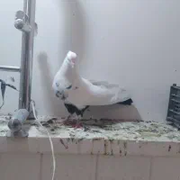 کبوتر|پرنده|کبودرآهنگ, |دیوار