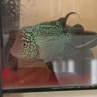 2تا ماهی فلاور کامفا