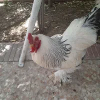 خروس برهما لایت درشت واصل
