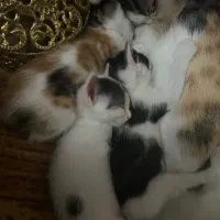 واگذاری بچه گربه