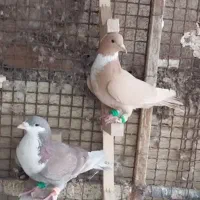 کبوتر کرواتی