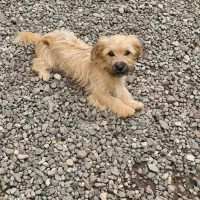 * واگذاری شیتزو تریر ماده ۶ ماهه*|سگ|رشت, حومه رشت|دیوار