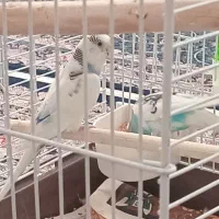 مرغ عشق  جفت مشتی|پرنده|اسلام‌شهر, مطهری|دیوار