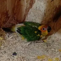 جوجه خورشیدی سرلاکی