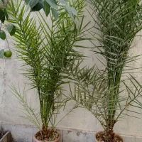 درخت نخل زینتی|گل و گیاه طبیعی|تهران, سلسبیل شمالی|دیوار