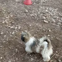 سگ پاکوتاه|سگ|مشگین شهر, |دیوار