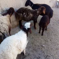 چهار راس میش بره جوان