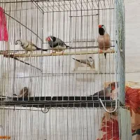 فنچ کینگ کرواتی جغدی