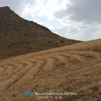 کاه درجه یک