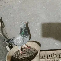 کفتر برای جفتگاه ناب