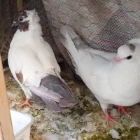 فروش کبوتر
