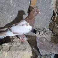 سینه کاکلی نر