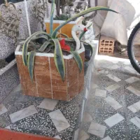 ساخت‌انواع‌گلدان‌سیمانی‌وسرامیکی|صنایع دستی و سایر لوازم تزئینی|بندر ترکمن, |دیوار