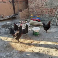 ۱خروس و ۳مرغ تخم گذار اصیل