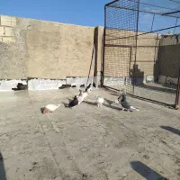 9 تا کفتر شهری بهبهانی نر|پرنده|شیراز, سلطان آباد|دیوار