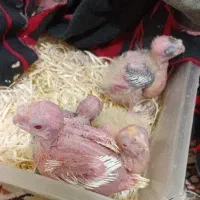 جوجه سرلاکی عروس هلندی