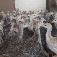 بوقلمون یک ماهه برنز امریکایی سینه پهن