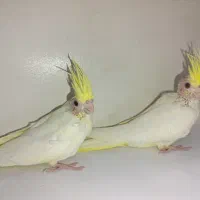 پرنده عروس هلندی