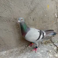 پرنده ‌نشسته۶۰۰ ماده