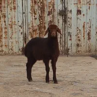 یک عدد بره چاق