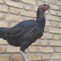 مرغ لاری کبوتر