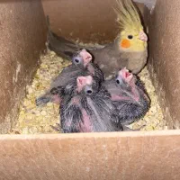 عروس هلندی مولد