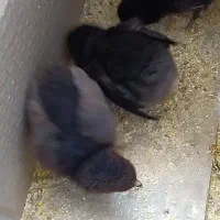 دوعدد جوجه مرغ و خروس