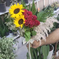 گل آفتابگردون خارجی فقط ۶۰ تومان|گل و گیاه طبیعی|شیراز, خلدبرین|دیوار