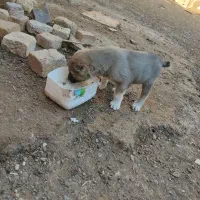 سگ نگهبان|سگ|تاکستان, |دیوار